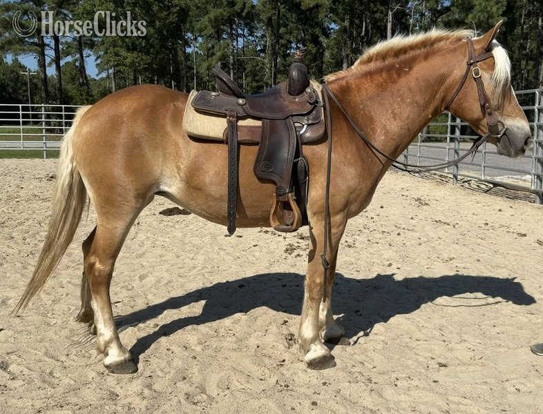 "May" Sorrel Mare Haflinger - Haflinger