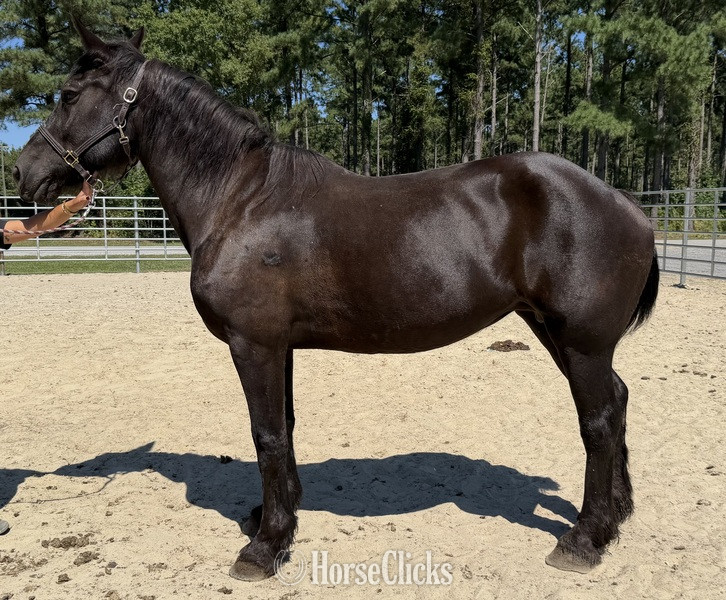 "Percheron " Black Mare Percheron
