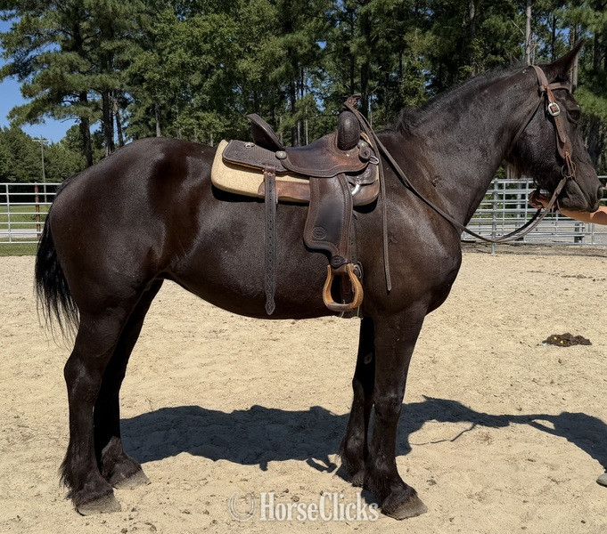 North Carolina "Percheron " Black Mare Percheron