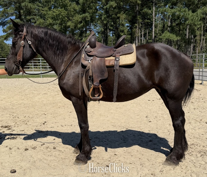 "Percheron " Black Mare Percheron - Percheron in North Carolina