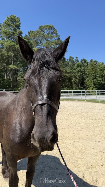 "Percheron " Black Mare Percheron - Percheron