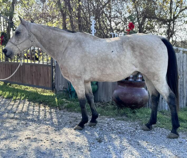 "Puddy" Buckskin Gelding Quarter Horse Texas