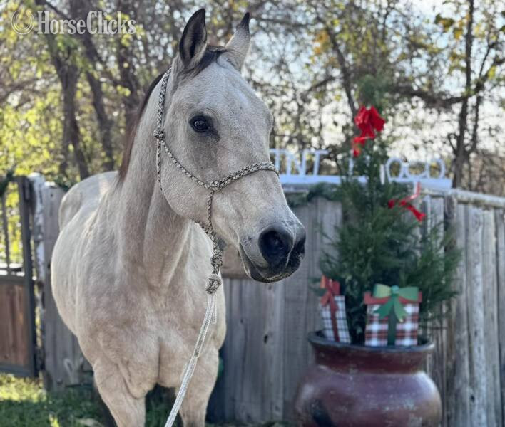 Quarter Horse - "Puddy" Buckskin Gelding Quarter Horse in Texas