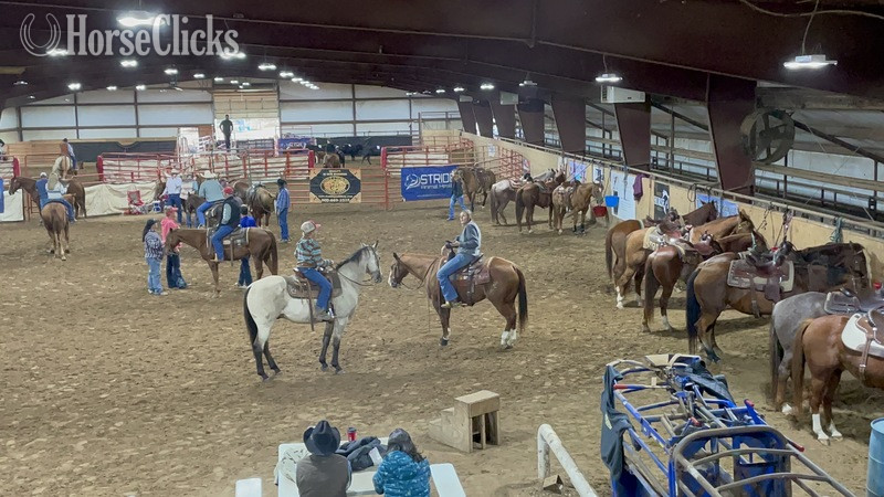 Quarter Horse - "Puddy" Buckskin Gelding Quarter Horse