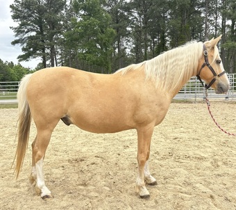 "Palomino" Palomino Gelding Quarter Horse