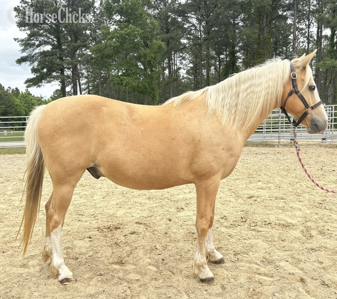 "Palomino" Palomino Gelding Quarter Horse in North Carolina