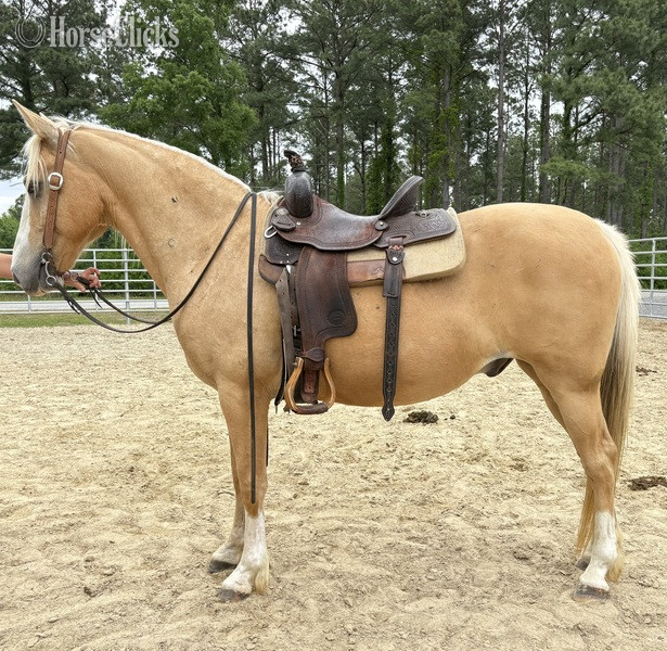 "Palomino" Palomino Gelding Quarter Horse - Quarter Horse in North Carolina
