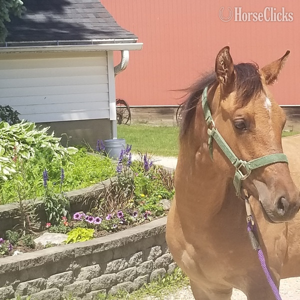 "MF WYO KIT CAT" Dun Filly Quarter Horse in Iowa