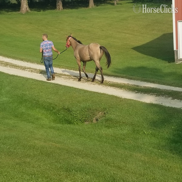 "MF WYO KIT CAT" Dun Filly Quarter Horse