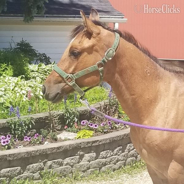 Iowa "MF WYO KIT CAT" Dun Filly Quarter Horse
