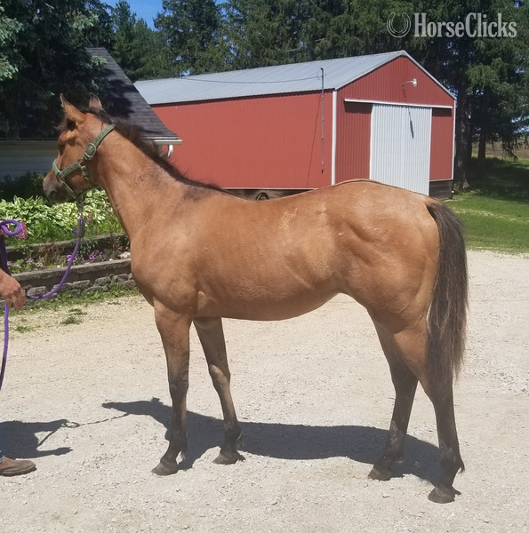 "MF WYO KIT CAT" Dun Filly Quarter Horse - Quarter Horse in Iowa