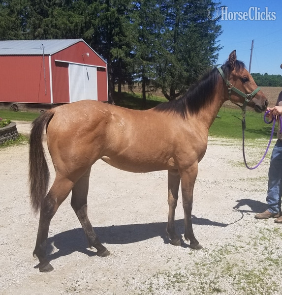 "MF WYO KIT CAT" Dun Filly Quarter Horse - Quarter Horse