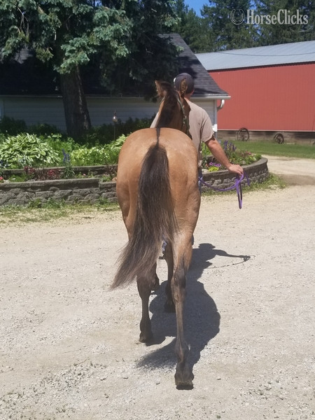 "MF WYO KIT CAT" Dun Filly Quarter Horse Iowa