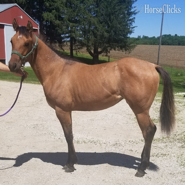 Quarter Horse - "MF WYO KIT CAT" Dun Filly Quarter Horse in Iowa