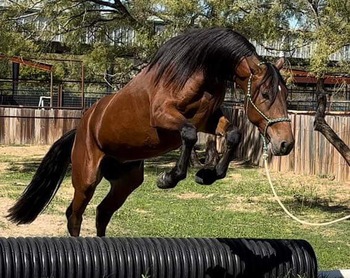 "Mozart" Bay Gelding Friesian