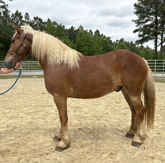 "Blitz" Sorrel Gelding Draft