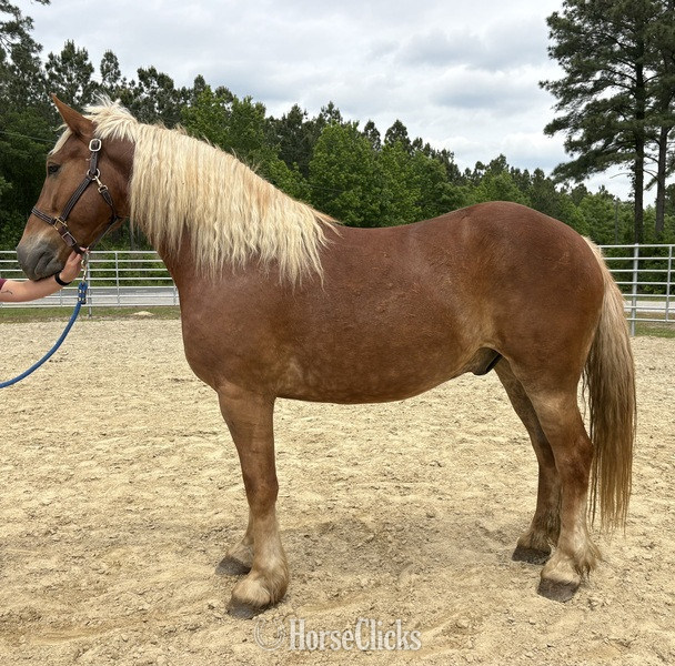 "Blitz" Sorrel Gelding Draft in North Carolina