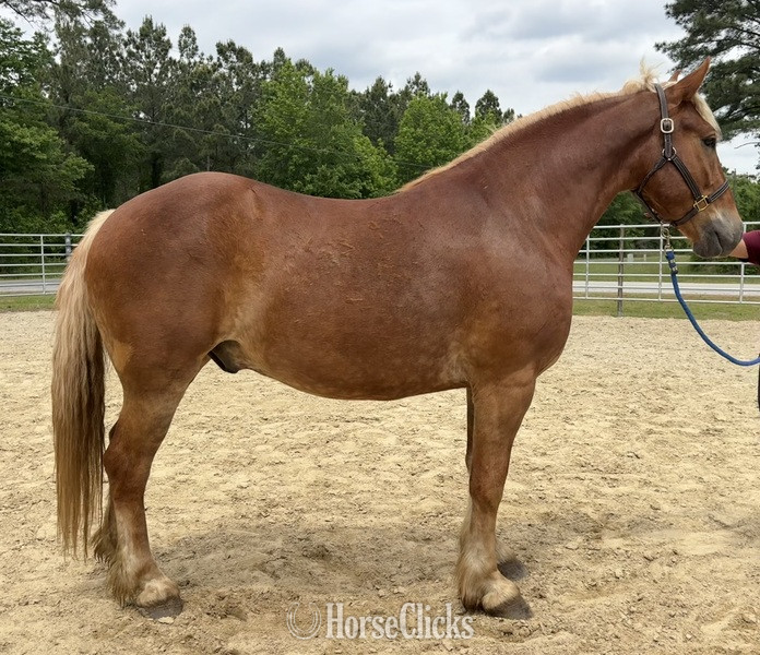 "Blitz" Sorrel Gelding Draft