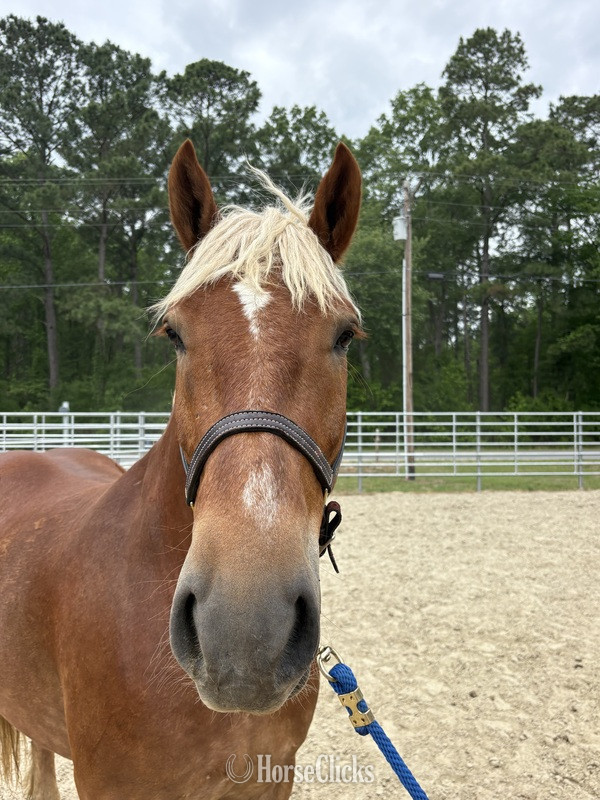 North Carolina "Blitz" Sorrel Gelding Draft