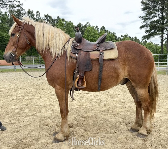 "Blitz" Sorrel Gelding Draft - Draft in North Carolina