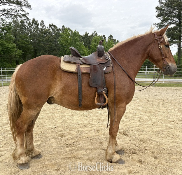 "Blitz" Sorrel Gelding Draft - Draft