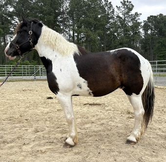 "Comet" Pinto Gelding Draft