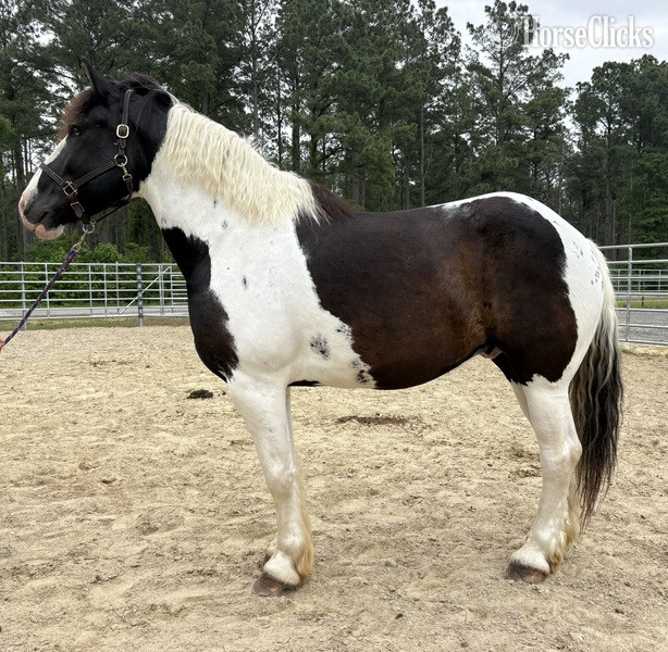 "Comet" Pinto Gelding Draft in North Carolina
