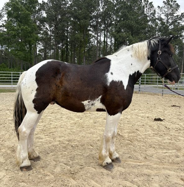 "Comet" Pinto Gelding Draft