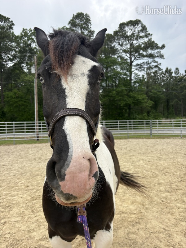 North Carolina "Comet" Pinto Gelding Draft
