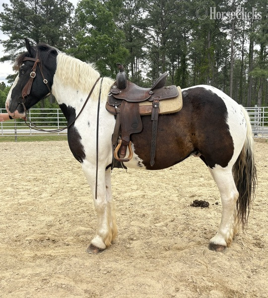 "Comet" Pinto Gelding Draft - Draft in North Carolina