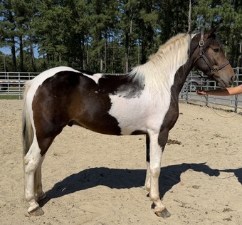 "Paint" Pinto Gelding Paint