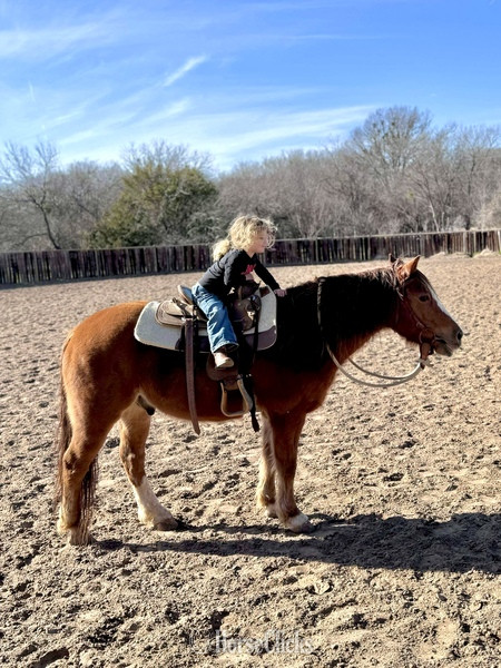 "Teapot" Sorrel Gelding Quarter Pony in Texas