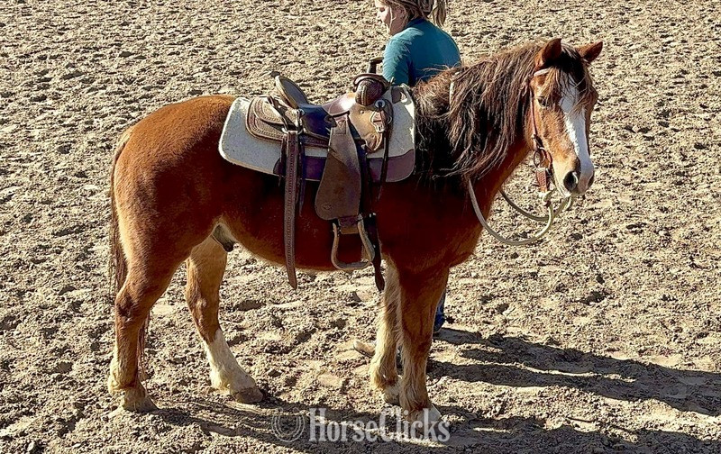 "Teapot" Sorrel Gelding Quarter Pony