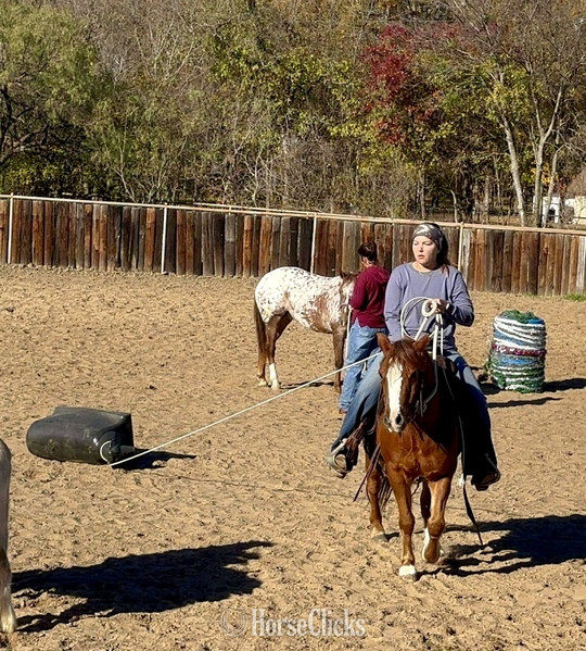 Texas "Teapot" Sorrel Gelding Quarter Pony
