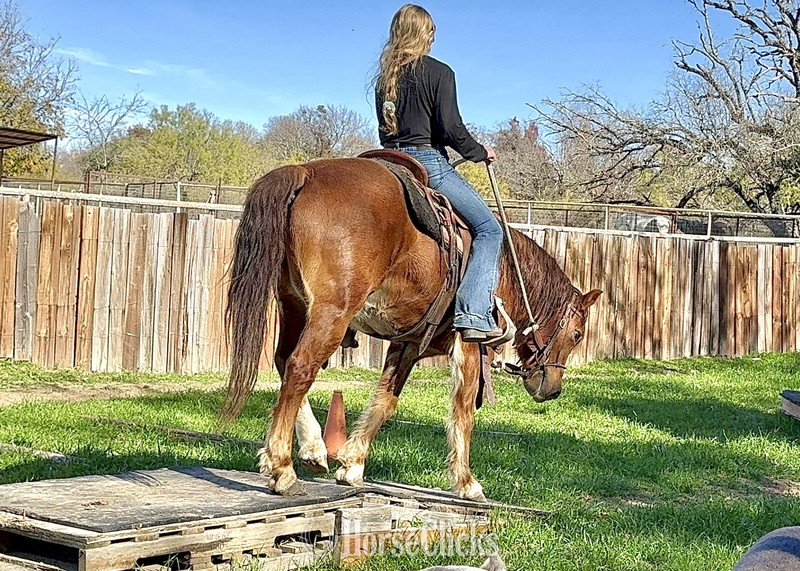 "Teapot" Sorrel Gelding Quarter Pony - Quarter Pony in Texas