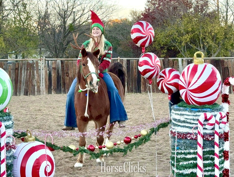 "Teapot" Sorrel Gelding Quarter Pony - Quarter Pony