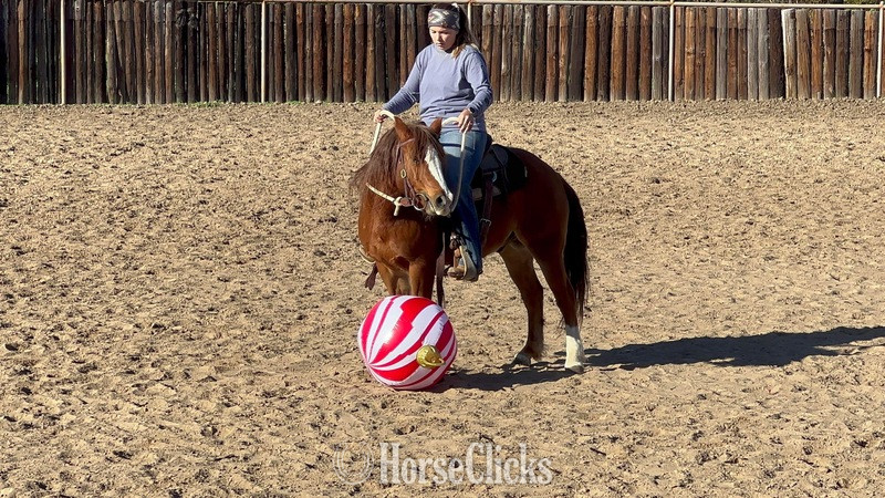 "Teapot" Sorrel Gelding Quarter Pony Texas