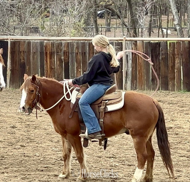 Quarter Pony - "Teapot" Sorrel Gelding Quarter Pony in Texas