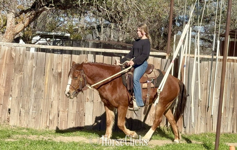 Quarter Pony - "Teapot" Sorrel Gelding Quarter Pony