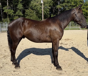 "Draft" Bay Gelding Draft