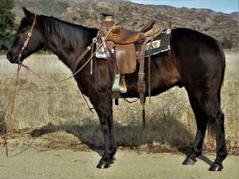 "SHADOW" Black Gelding Quarter Horse