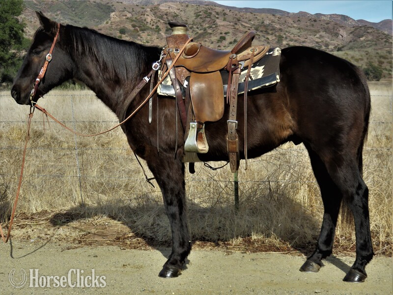 "SHADOW" Black Gelding Quarter Horse in California