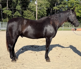 "Morgan" Black Gelding Morgan