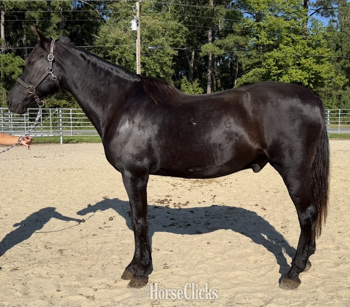 "Morgan" Black Gelding Morgan