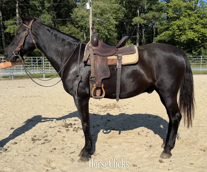 North Carolina "Morgan" Black Gelding Morgan