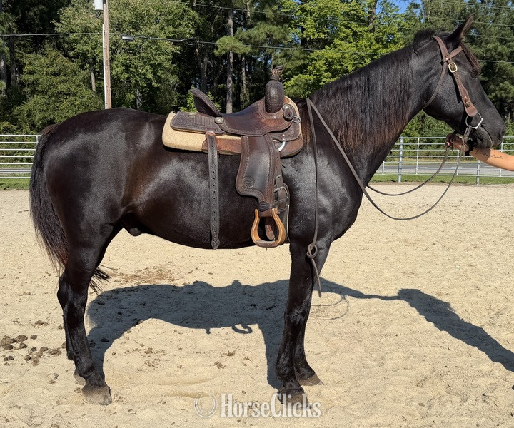 "Morgan" Black Gelding Morgan - Morgan in North Carolina