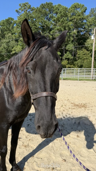 "Morgan" Black Gelding Morgan - Morgan