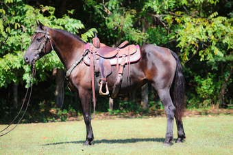 "ROCK HILL FINALLY" Black Mare Morgan