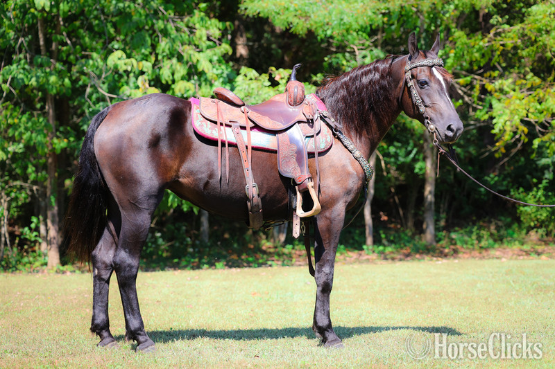 "ROCK HILL FINALLY" Black Mare Morgan