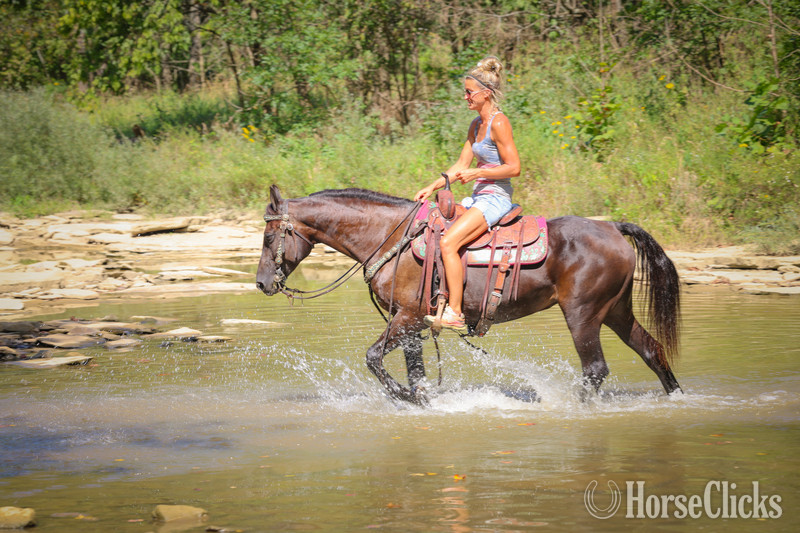 "ROCK HILL FINALLY" Black Mare Morgan - Morgan in Kentucky